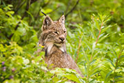 bobcats, lynx