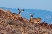 deer, moose and pronghorn