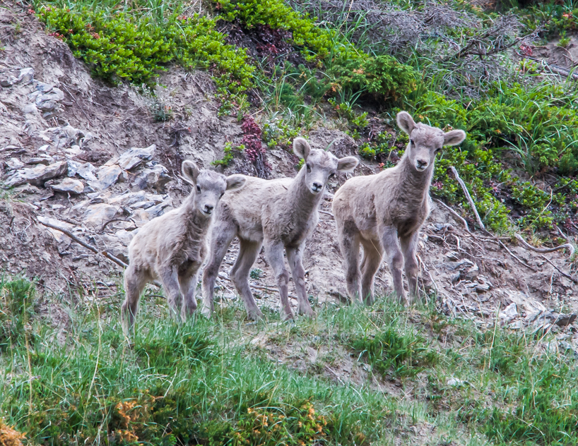 Three bighorn sheep lambs