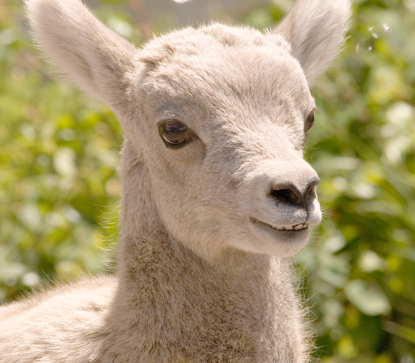Bighorn sheep lamb