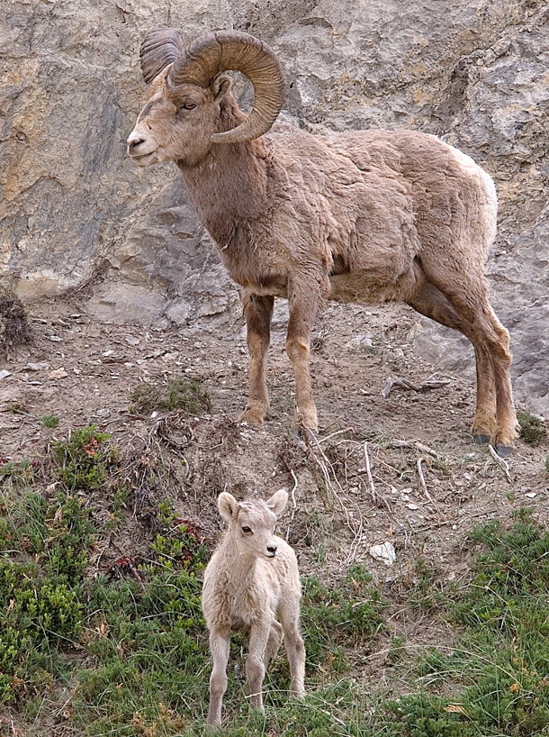 Bighorn sheep lamb and ram