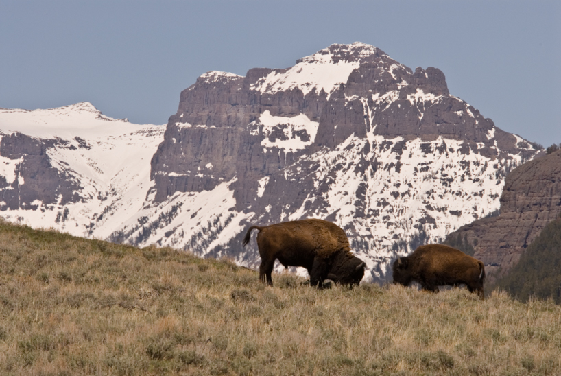 Buffalo framed by mountains in Yellowstone National Park