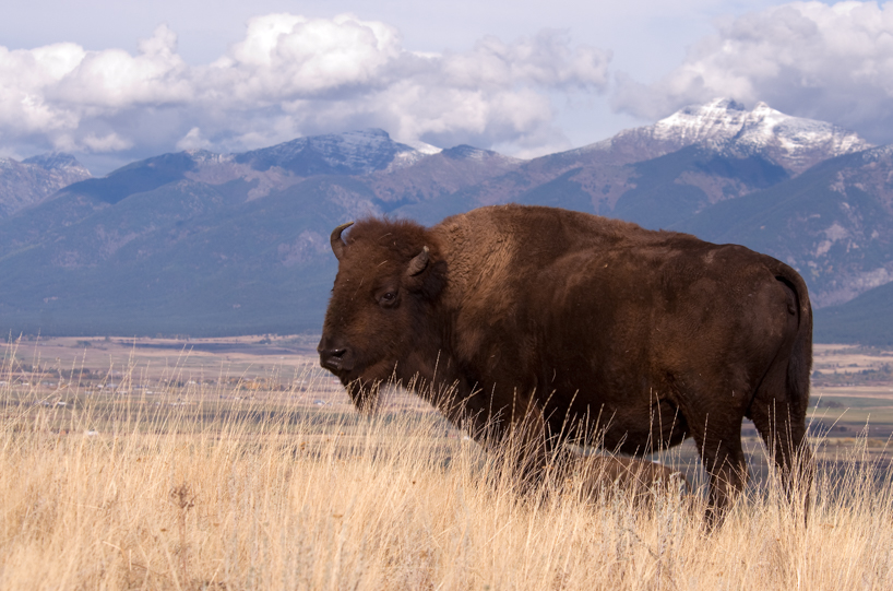 Buffalo framed by Mission Mountains, Montana