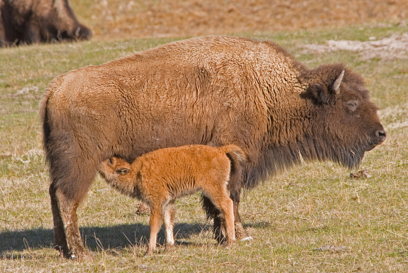 Buffalo cow and calf
