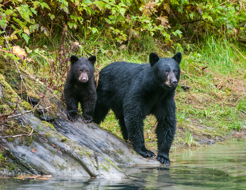 black bear sow and cub, alaska