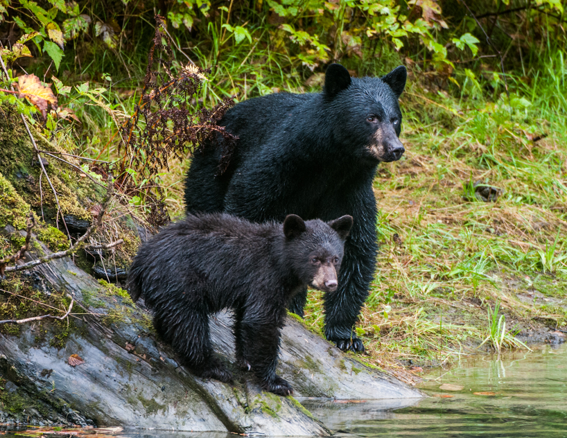 black bear mother and cub, tongass national forest, alaska
