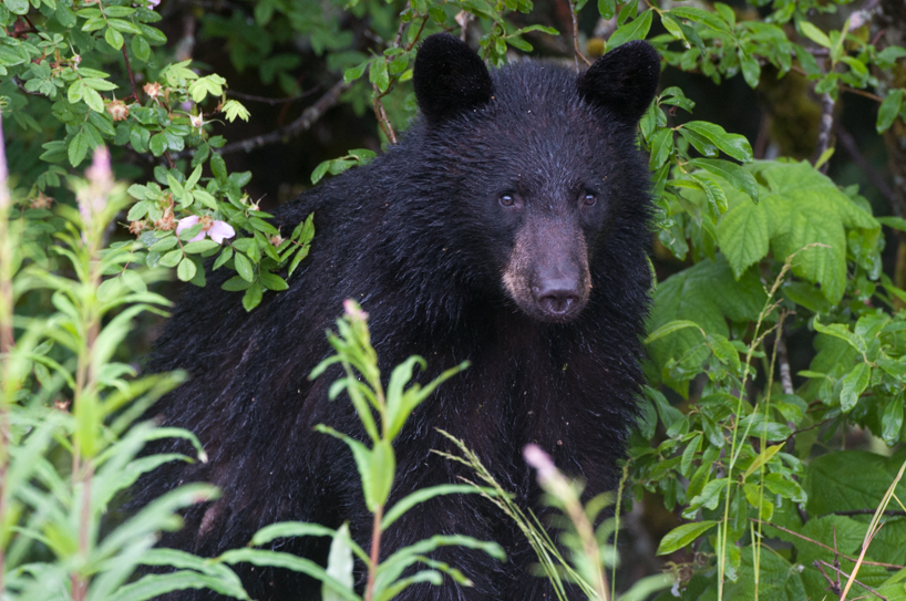 adult black bear