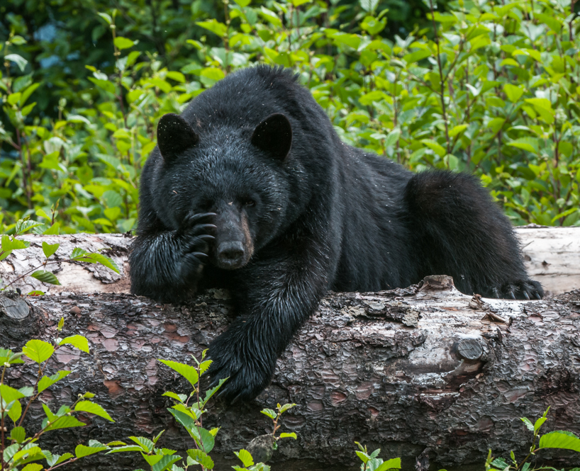 adult black bear