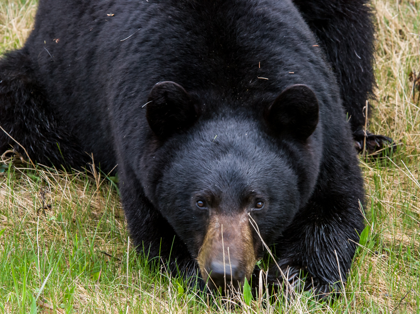 Adult black bear