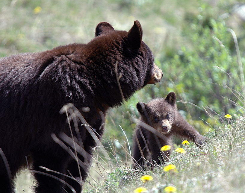black bear sow and cub