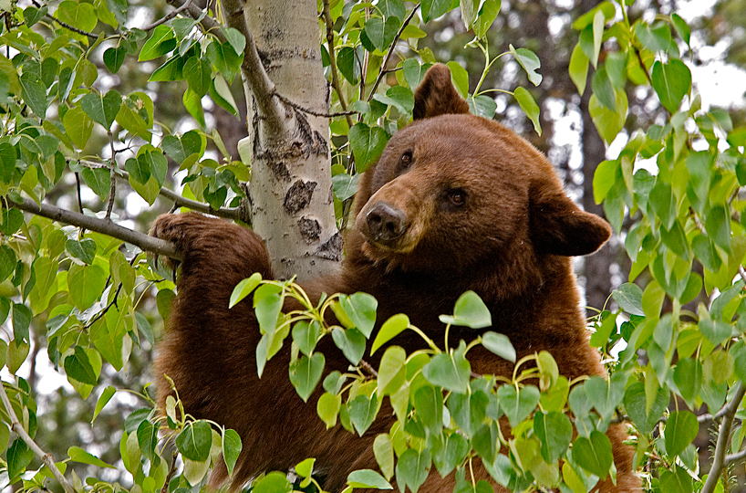Cinnamon-colored black bear