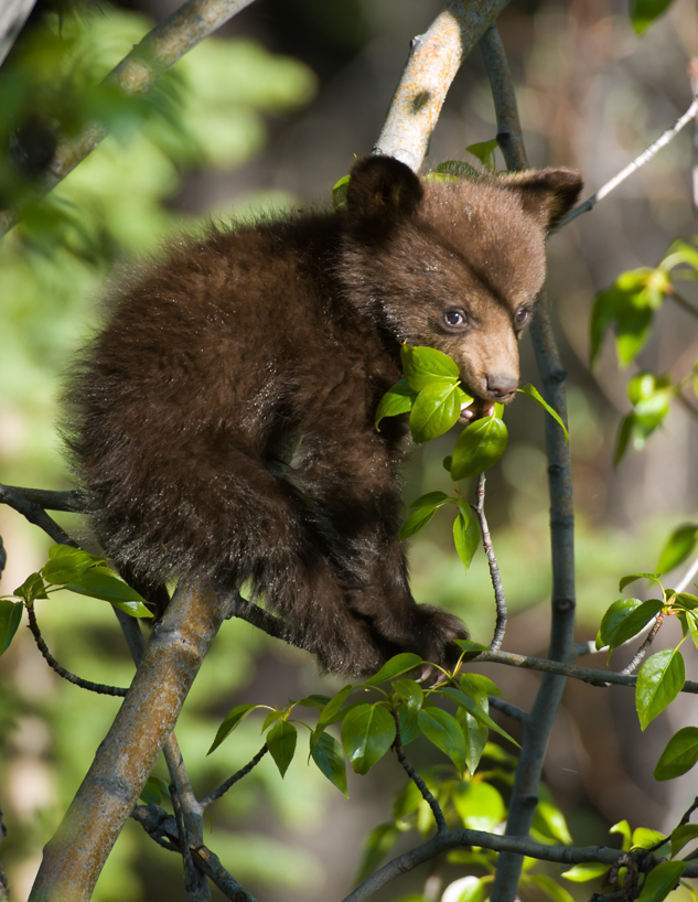 cinnamon black bear cub 