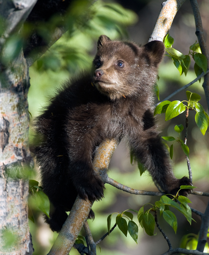 Cinnamon-phase black bear cub