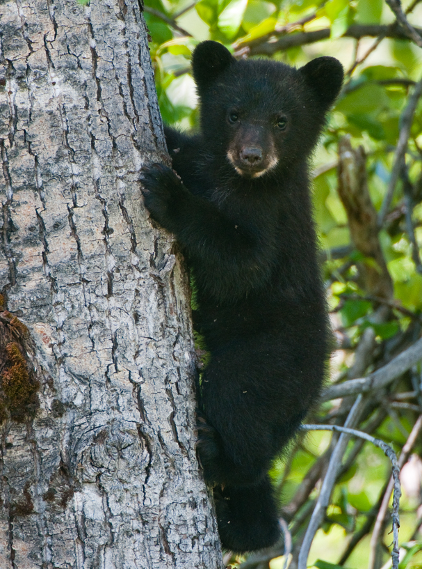 black bear cubs