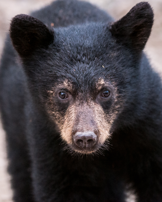 Black bear cub 