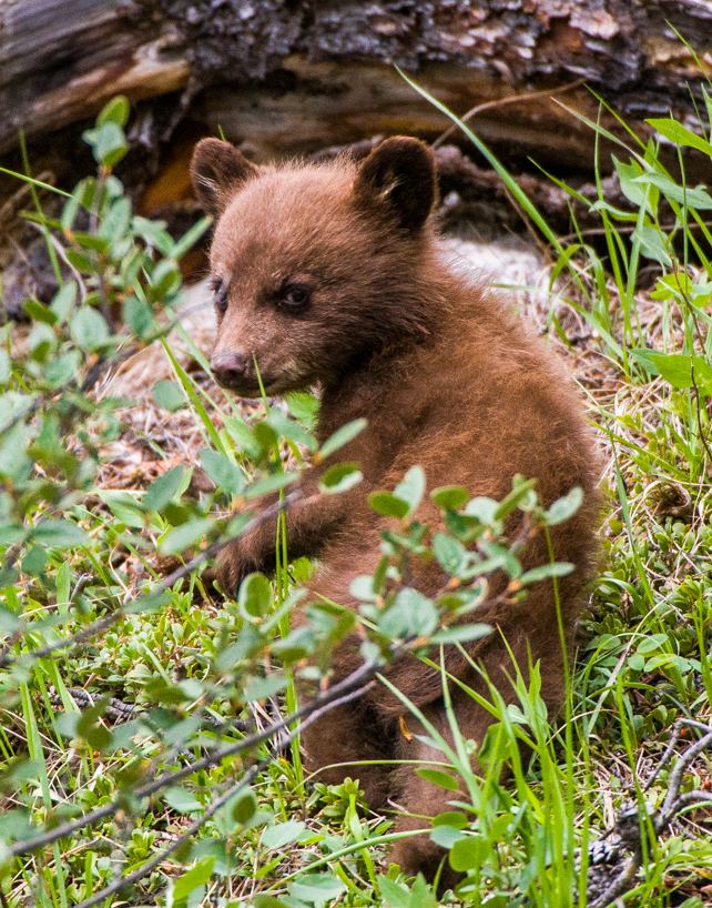 Cinnamon black bear cub 