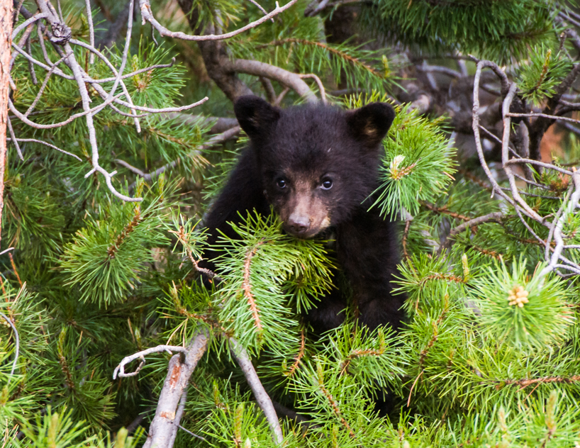 black bear cub 