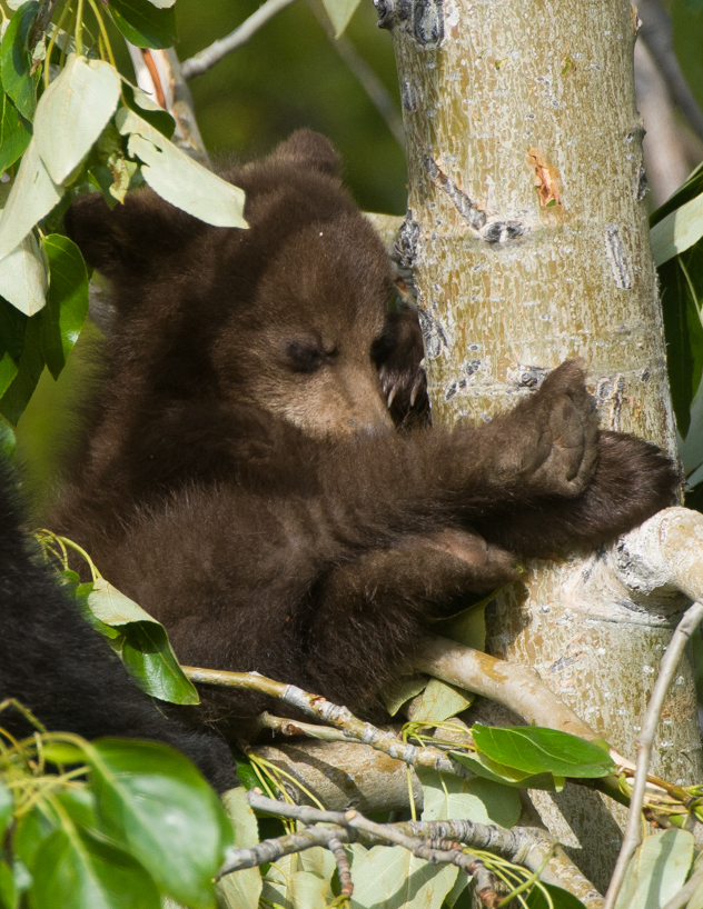 Cinnamon black bear cub 