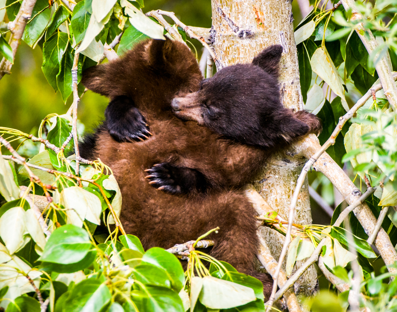 Bear Hug - a cinnamon and black bear cub