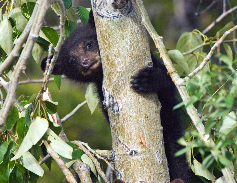 black bear cub 