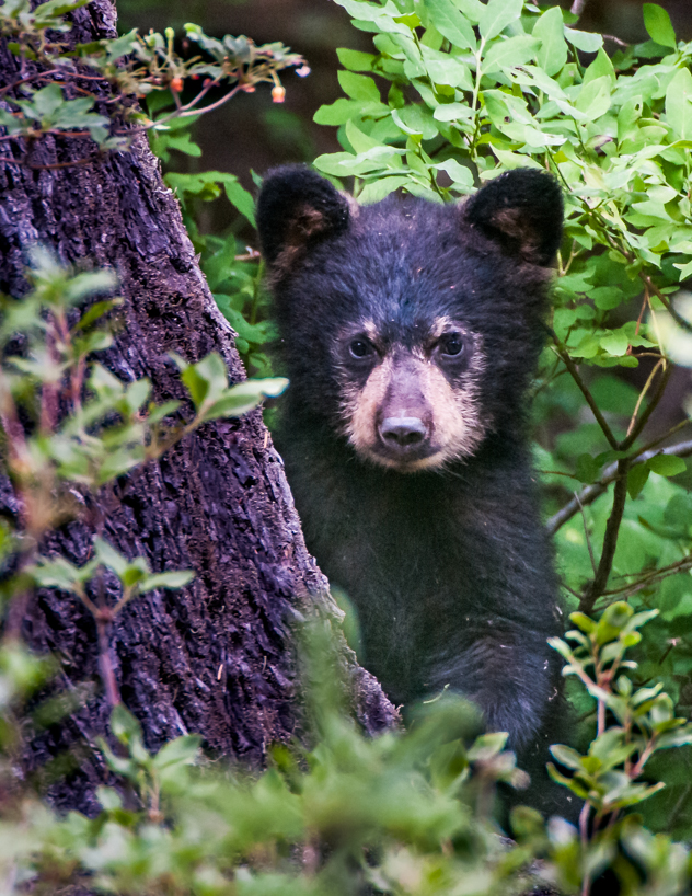 black bear cub tongass national forest, alaska