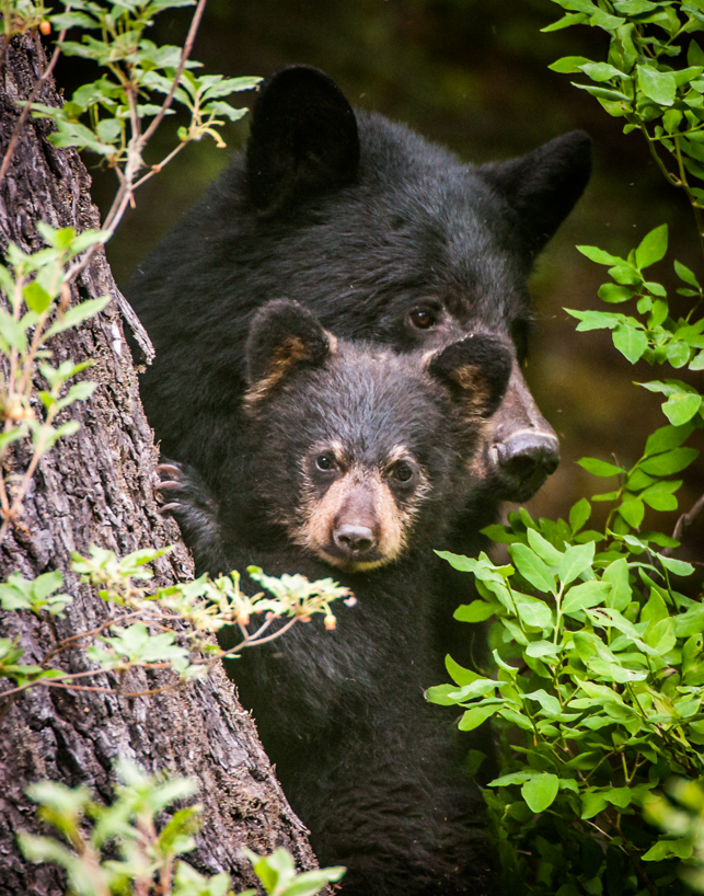BLack bear mother and cub