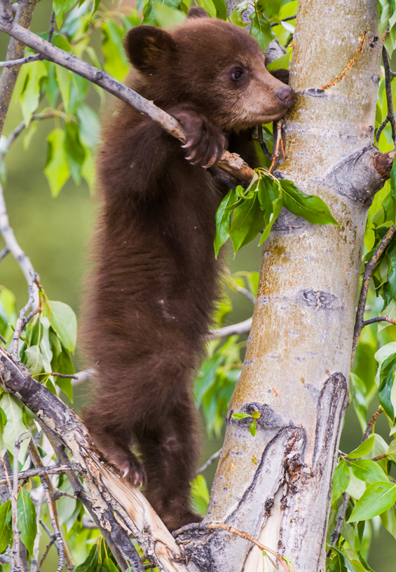cinnamon black bear cub 