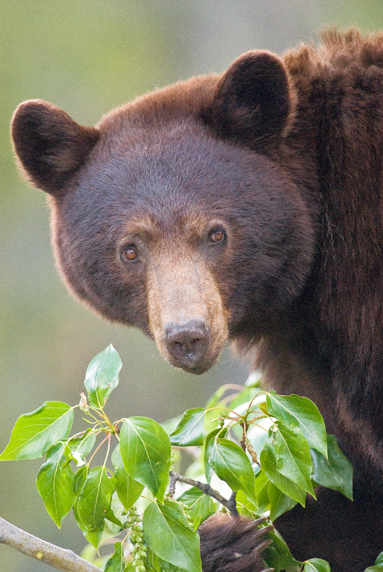 Adult cinnamon black bear