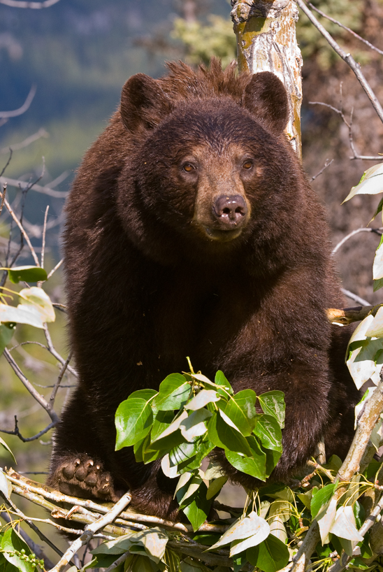 Adult cinnamon black bear