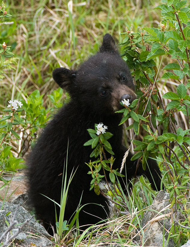 black bear cub smelling the flowers