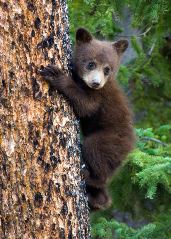 cinnamon black bear cub 