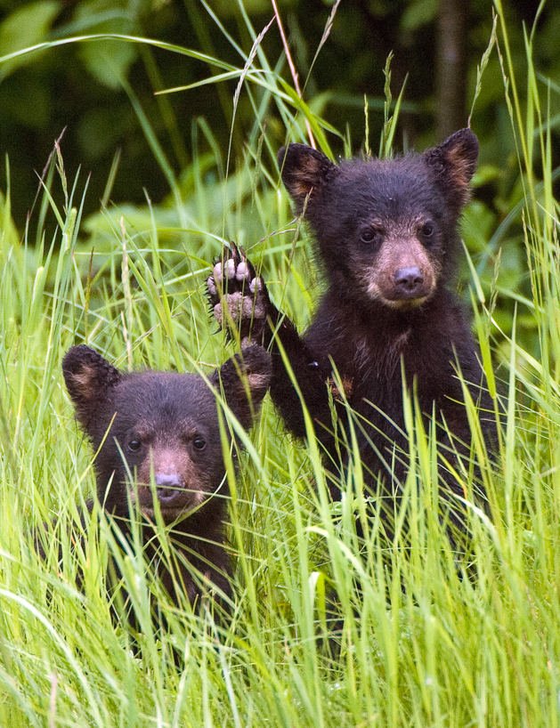 Black bear cubs in rainforest