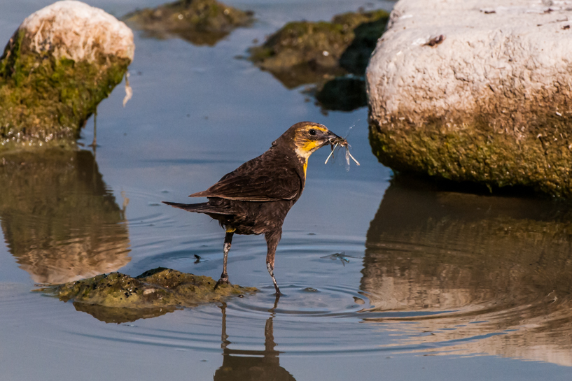 Yellow-headed blackbird with dragonfly to feed its babies