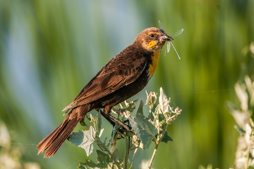 Yellow-headed blackbird with bugs for nestlings