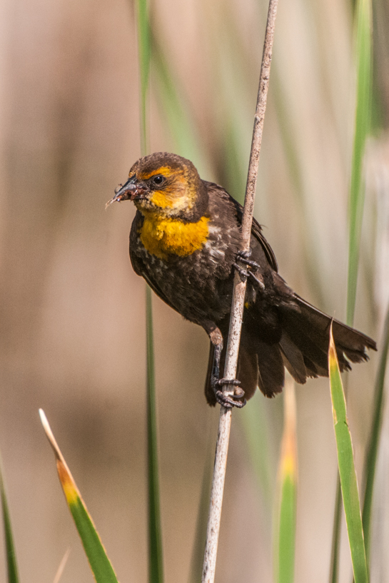 Female yellow-headed blackbird with insects to bring back to her babies