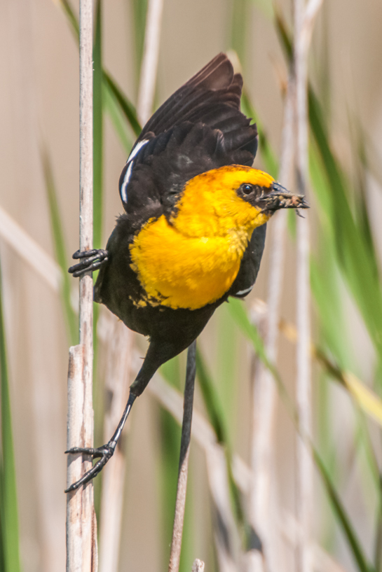 Male yellow headed blackbird with food for the nest