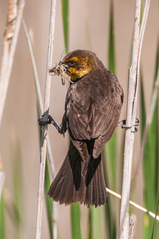 Female yellow-headed blackbird with insects for her babies