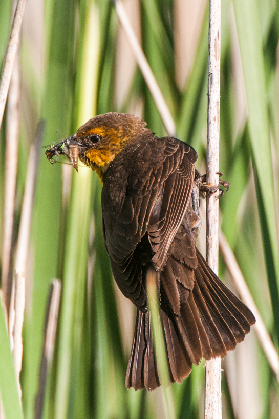 Female yellow-headed blackbird with insects for her babies