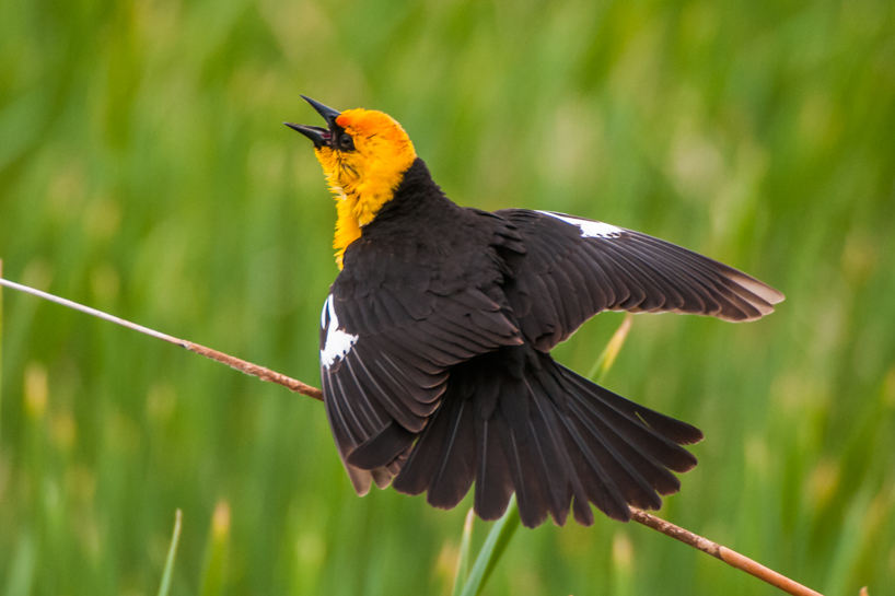 yellow-headed blackbird