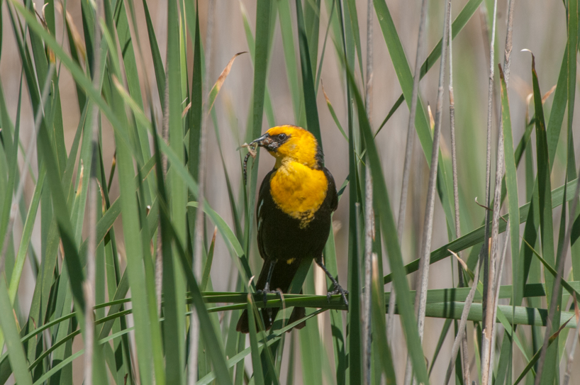 Male yellow headed blackbird with food for the nest