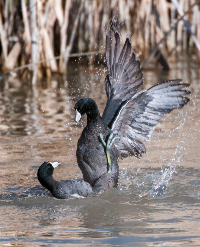 Fighting, territorial coots