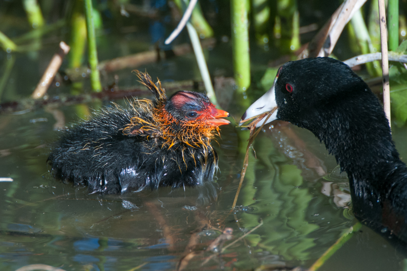 American coot parent feeding baby