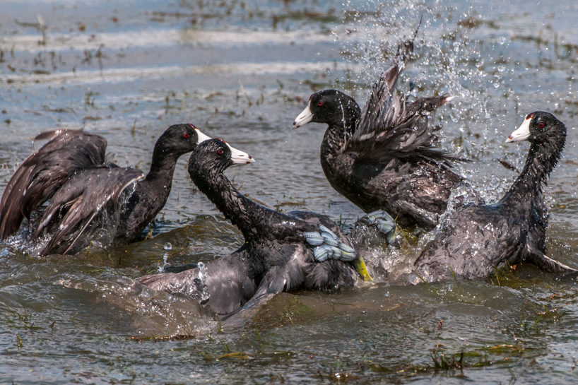 Fighting, territorial coots