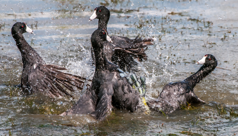 Coots Fighting