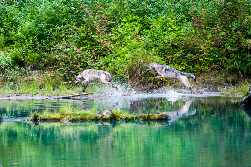 Running wolves chasing each other around a pond