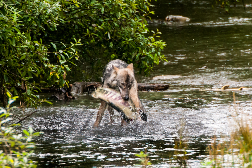 Wolf catching chum salmon, Tongass National Forest