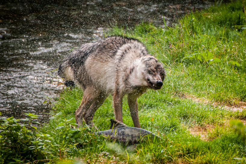 Wolf shaking excess water