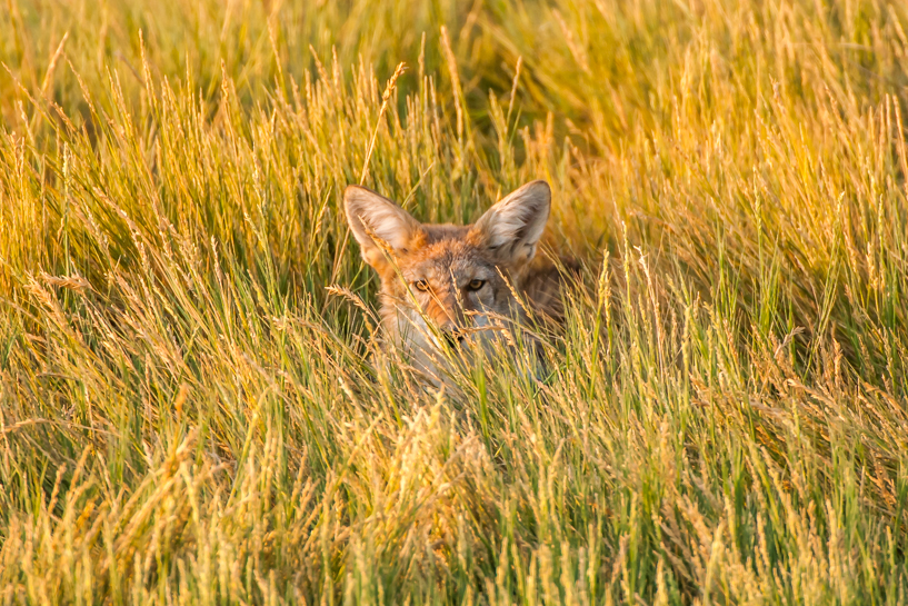 Coyote hiding in the grass, Bear River Migratory Wildlife Refuge