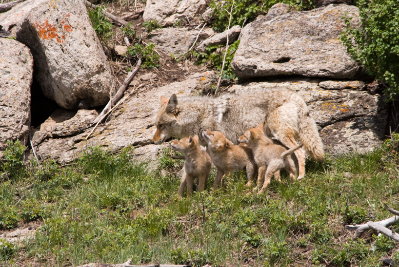 Coyote parent with pups