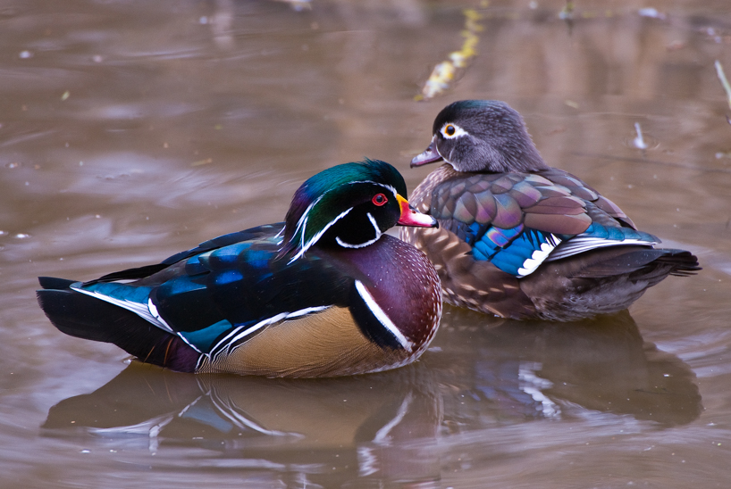 Wood duck male and female